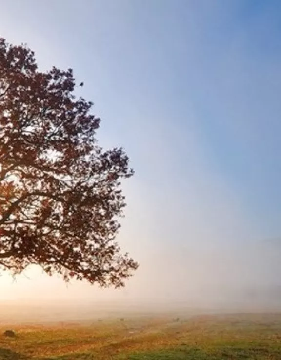 temporaty vision tree