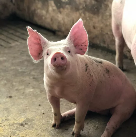 Pig sitting down