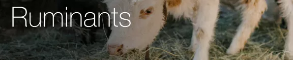 Ruminants intro