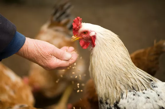 Poultry feeding